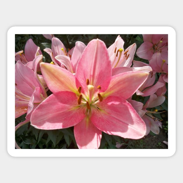 Pink lily Sticker by Jujucreation